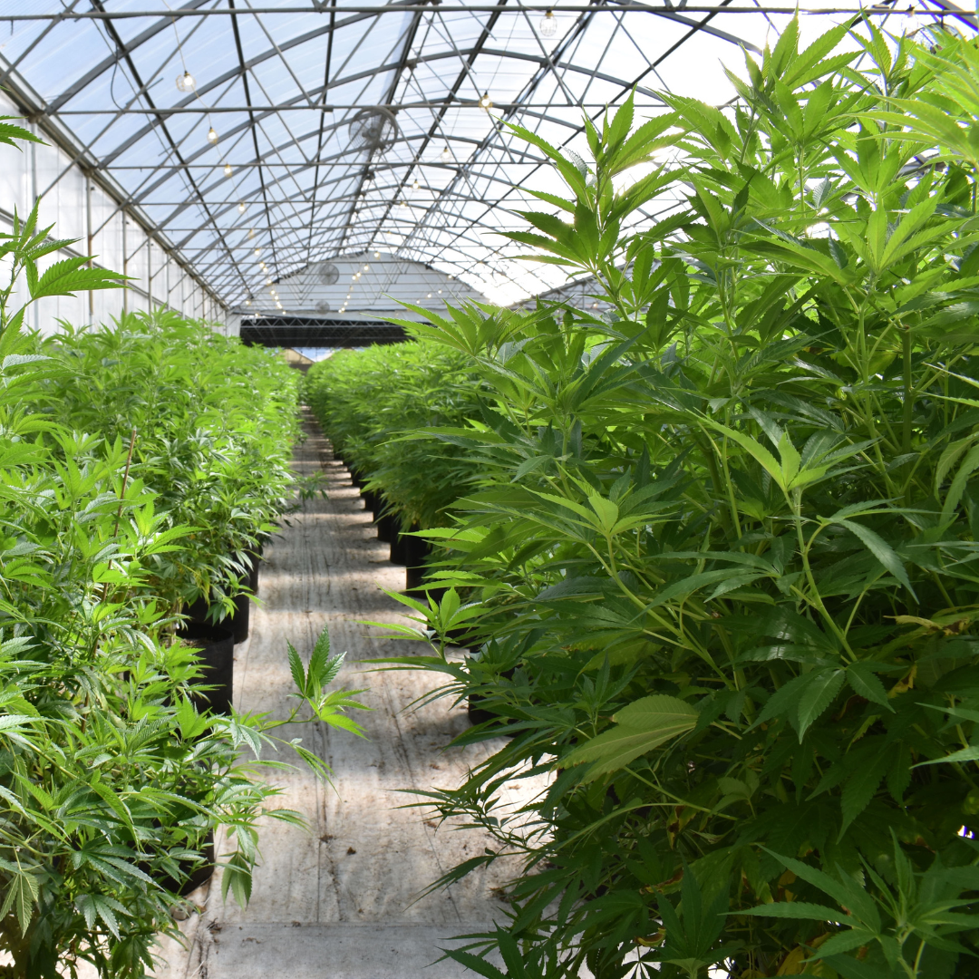 California ends cannabis cultivation tax